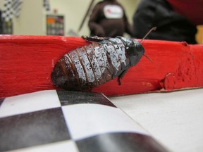 A roach walks around the racetrack on Thursday, Oct. 10, 2013, at the New Berlin, Wis., headquarters of Batzner Pest Management. The company puts on roach races every year as part of their customer service week. Each one has a different number painted on it. (AP Photo/Carrie Antlfinger)
