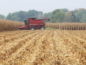 Farmer Leonard Mailloux is shown in a corn combine harvester in a field near Amherstburg on Thursday, October 3, 2013.          (TYLER BROWNBRIDGE/The Windsor Star)