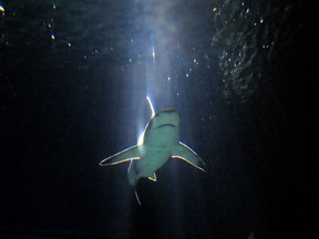 A reef shark is seen in this file photo. AFP PHOTO/OLIVIER MORIN