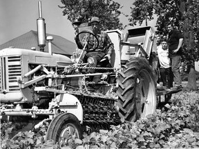 Mechanical bean pickers are complicated pieces of machinery. This machine pictured on Sept. 20, 1961 shows the two spiked drums which rotate counter-clockwise to strip the bean pods from the vines. The pods are elevated and cleaned by a blast of forced air. Seated at the tractor is Alfred O'Neil of Essex.  (FILES/The Windsor Star)