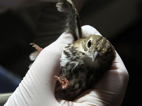Jen Dalley examines a Ovenbird at the Wings Wildlife Rehabilitation Centre in Amherstburg on Tuesday, October 1, 2013.          (TYLER BROWNBRIDGE/The Windsor Star)