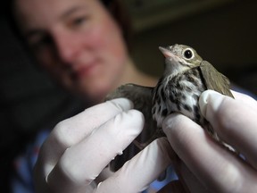 Jen Dalley examines an injured Ovenbird at the Wings Wildlife Rehabilitation Centre in Amherstburg on Tuesday, October 1, 2013.          (TYLER BROWNBRIDGE/The Windsor Star)