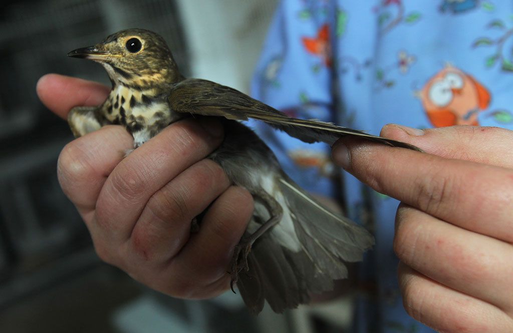 Human activity killing birds by the millions, study finds | Windsor Star