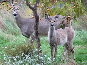 A couple deer look for food at the Malden Park in Windsor, Ont. on Monday, Oct. 21, 2013. (DAN JANISSE/The Windsor Star)