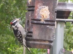 A Downy Woodpecker hangs on to one of 12 birdfeeders in Mark Cullen’s back yard.