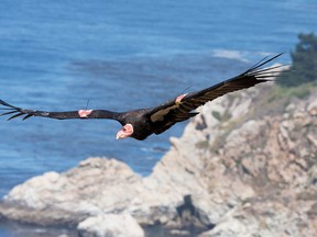 This July 21, 2012 photo, released by the Ventana Wildlife Society shows a condor in flight in Big Sur, Calif. In the coastal redwood forests of Big Sur, scientists, seeking to solve a mystery about why dozens of endangered condors are having problems reproducing, think they have uncovered the culprit: the banned pesticide DDT. (Associated Press/Ventana Wildlife Society, Tim Huntington)