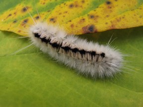 Local wildlife experts say to avoid touching the hickory tussock moth caterpillar because it can cause an allergic reaction. (Photo: Courtesy Tom Preney, Ojibway Nature Centre)