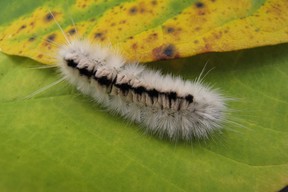 Local wildlife experts say to avoid touching the hickory tussock moth caterpillar because it can cause an allergic reaction. (Photo: Courtesy Tom Preney, Ojibway Nature Centre)