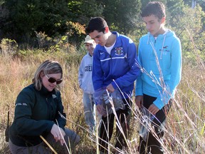 Jenny Kehoe, public outreach and information officer with Parks Canada, shows Cardinal Carter Secondary School students Nick Dicarlo, 14, and Mike Moavro, 14, a native grass on Tuesday, Oct. 8, 2013. The high school students collected seeds of the native grasses and flowers and will grow them at the school's greenhouse, returning in the spring to replant them in a savannah restoration sites. (DYLAN KRISTY/The Windsor Star)