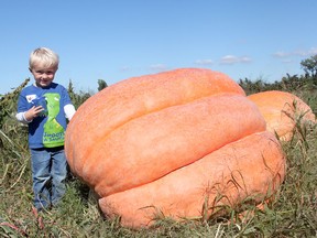 Lukas Skeates, 3, stands next to his grandfather Dennis Meleg's gargantuan pumpkin on Tuesday, Oct. 8, 2013. Meleg estimates the pumpkin weighs between six and seven hundred pounds and plans to display it at the Leamington Farmers' Market. (DYLAN KRISTY/The Windsor Star)