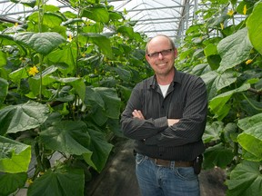Jamie Cornies is shown in his English cucumber greenhouse. (Courtesy of Farm & Food Care Ontario )