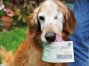 Wayne Klinkel, from Montana, painstakingly gathered and reassembled parts of five, US$100 bills eaten by his golden retriever, Sundance, has been reimbursed by the U.S. Treasury for the "mutt-ilated" currency. He received a cheque on Monday, Oct. 1, 2013. (Eliza Wiley/The Independent Record)