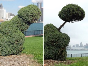 Left: A bush on Windsor's riverfront was sculpted into a phallic shape. (Courtesy of Greg Layson/CBC Windsor) The Right; The bush reshaped by the city. (Tyler Brownbridge/The Windsor Star)