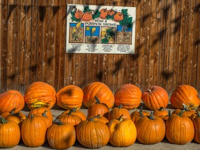 Rows of fresh large pumpkins are stocked for Halloween in Woodland Hills, Calif., last week. (JOE KLAMAR / AFP / Getty Images)