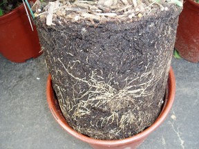 When shopping for plants at the nursery, partially pull the plant from the pot to check its root system.