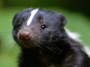 A captive skunk is shown in this 2012 file photo. (Jeff J Mitchell / Getty Images)