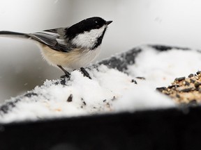 A Black-capped Chickadee sits on a snowy bird feeder at the Ojibway Nature Centre in Windsor in this 2010 file photo. (TYLER BROWNBRIDGE / The Windsor Star)