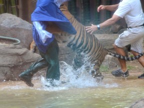 In this photo made on Nov. 26, 2013, a Sumatran tiger leaps on Australia Zoo handler Dave Styles, left, as an unidentified man comes to Styles' aid in an enclosure at the zoo at Sunshine Coast, Australia. Styles who suffered puncture wounds to his head and shoulder was rescued by fellow workers at the zoo. He is recovering following surgery after being airlifted to a hospital. (AP Photo/Johanna Schehl)