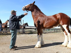 Gerry Wismer is shown with Cedarlane Royal, Thursday, Nov. 14, 2013, at his Amherstburg, Ont. farm. The two-year-old horse recently won the Supreme Champion Clydesdale at the Royal Winter Fair in Toronto.  (DAN JANISSE/The Windsor Star)