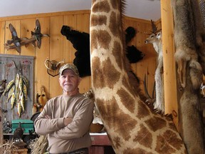 Jack Lazar of True Life Taxidermy stands next to a 10-foot tall giraffe that he recently completed. The McGregor, Ont. taxidermist has worked on a wide range of animals in his 31-year career. (DAN JANISSE/The Windsor Star) (For story by Sharon Hill)