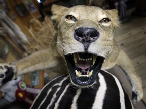 A lion is shown at Jack Lazar's showroom, Tuesday, Nov. 12, 2013, in McGregor, Ont. The taxidermist has worked on a wide range of animals in his 31-year career. (DAN JANISSE/The Windsor Star)