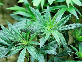 File photo of marijuana plants. (Getty Images files)