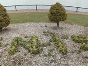Windsor's penis bush vandal strike again!