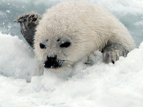 File photo of a seal pup. (Windsor Star files)
