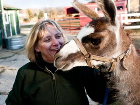 Lisa Davenport leads Dolly the llama into the back of a trailer in Holly Township, Mich., on Saturday, Nov. 23, 2013. The llama, who has been spotted wandering for nearly six months in Michigan, was found Saturday, Nov. 23, 2013 in Oakland County's Holly Township, about 40 miles northwest of Detroit. Davenport plans to take the llama back to her own farm, where she has three llamas of her own along with other animals. (AP Photo/The Flint Journal, Zack Wittman)