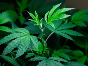 A marijuana plant. (Ted S. Warren/The Associated Press files)