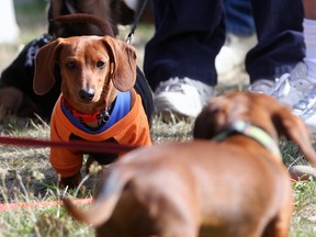 Inherited epilepsy is common in beagles, dachshunds, above, keeshonds, German shepherd dogs, Belgian tervurens and others. (ADRIAN LAM / Victoria Times-Colonist)