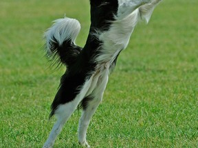 Frisbee dogs and other canines who use their body to the max are more susceptible to iliopsoas muscle injuries (or groin pulls). (LARRY WONG / Postmedia News files)