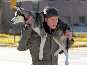Jake MacDougall, 20, carries his 5 month-old Siberian Husky named Rayne while walking down Campbell Avenue in Windsor, Ontario on November 13, 2013.  Cool temperatures will remain in southwestern Ontario.  (JASON KRYK/The Windsor Star)