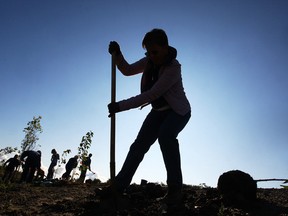 A volunteer plants a tree near the WFCU Centre on a Saturday morning in October 2008. (Dan Janisse / The Windsor Star)
