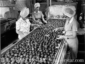 Vines, leaves and rotten tomatoes are picked out of the line at H.J. Heinz in this Aug. 18, 1975 file photo. (Jack Dalgleish/The Windsor Star)