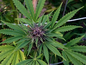 A marijuana plant. (Brennan Linsley/The Associated Press files)