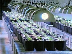 Files: A medical marijuana plant in New Jersey where cannibis seedlings are grown under lights. (Associated Press files)