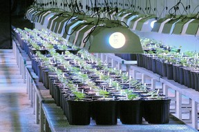 Files: A medical marijuana plant in New Jersey where cannibis seedlings are grown under lights. (Associated Press files)