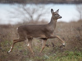 A young white-tailed deer walks about the Ford Naturalizarion Project area along the Detroit River between Walker and Drouillard Rd., Mon. Nov. 25, 2013, in Windsor, Ont.  (DAN JANISSE/The Windsor Star)