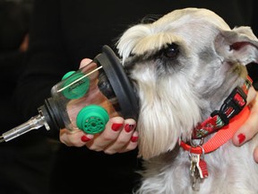 Dixie Dawg models a newly donated pet oxygen mask at Windsor Fire Services Station 4 Friday, Dec. 13, 2013. Eight new masks were donated by Invisible Fence Brand in partnership with Tecumseh Animal Hospital and local pet owners and supporters. (NICK BRANCACCIO/The Windsor Star)