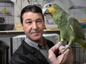 Corbrets Pet Shop manager Cory Drouillard is happy to have Coco the parrot back after the pet was stolen recently. He poses, Wed. Dec. 11, 2103, at the Windsor, Ont. store with the orange-winged amazon. (DAN JANISSE/The Windsor Star) (