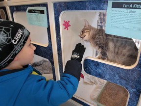 Jaiden Bartlett interacts with a cat at the Windsor-Essex Humane Society on December 24, 2013 in Windsor, Ontario. (JASON KRYK/The Windsor Star)