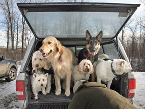 File photo of a pickup full of pooches. (Windsor Star files)