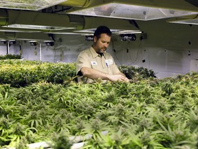 In this Dec. 5, 2013, photo, Tyler, no last name given, inspects plants as they mature at the Medicine Man dispensary and grow operation in northeast Denver. As Colorado prepares to be the first in the nation to allow recreational pot sales, opening Jan. 1, hopeful retailers are investing their fortunes into the legal recreational pot world _ all for a chance to build even bigger ones in a fledgling industry that faces an uncertain future.(AP Photo/Ed Andrieski)