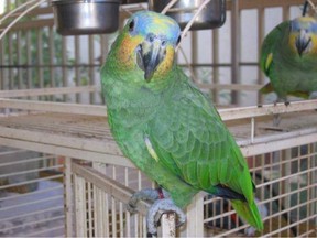Orange Wing Amazon Parrot