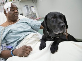 Cecil Williams pets his guide dog Orlando in his hospital bed following a fall onto subway tracks from the platform at 145th Street, Tuesday, Dec. 17, 2013, in New York. Williams, 61 and blind, says he fainted while holding onto his black labrador who tried to save him from falling. (AP Photo/John Minchillo)