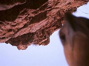 In this image made from video taken on May 29, 2013, an eagle pecks at a camera that rangers set up along a river, after the bird took off and flew with it, in the Kimberley region, Western Australia. The brazen bird snatched the video camera that was recording crocodiles in northwest Australia and captured fascinating footage of its 110-kilometer journey across the country's remote landscape. (AP Photo/Kimberley Land Council via AP Video)