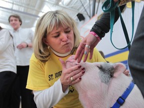 - St. Joseph's Catholic High School principal Tish Hedderson gets up close with a pig after her students raised more than $7,000 in their annual Terry Fox Walkathon.  Hedderson promised to kiss a pig if they made the goal.   (JASON KRYK/ The Windsor Star)