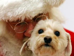 There are several things you can do for a pet or pet owner this Christmas. (RICHARD W. RODRIGUEZ / Associated Press files)