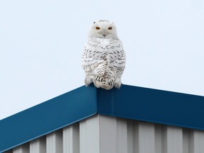 A Snowy Owl peers from its perch at Windsor's airport on Dec. 31, 2013. (Jason Kryk / The Windsor Star